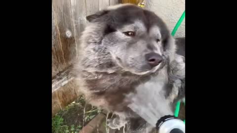 Best Animals 🔴 2 Minutes of Funny Cats and Dogs Videos 2022! #84