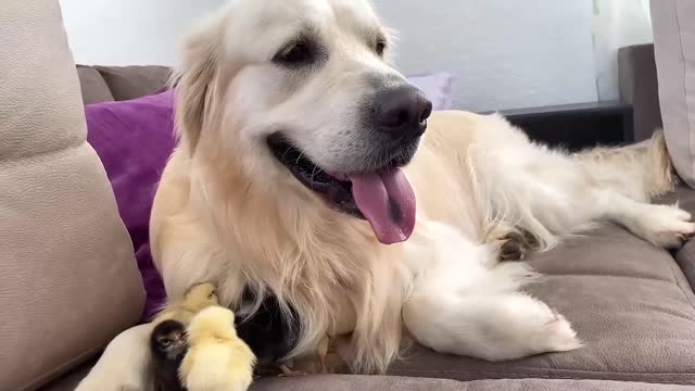 Adorable Golden Retriever and Cute Baby Chicks