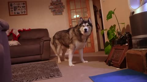 Grumpy Husky Stops YELLING When He Spots Camera!