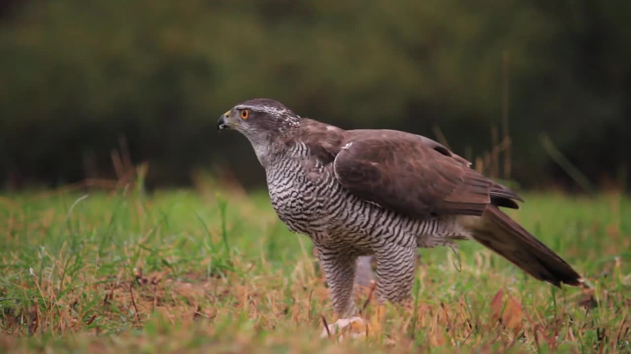 Jastrząb ( samica )-Accipiter gentilis - Goshawk