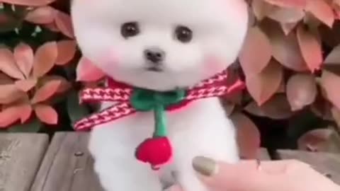 cute pomeranian | dog status video | tiktok |#shorts #statusvideo #latestviralvideo