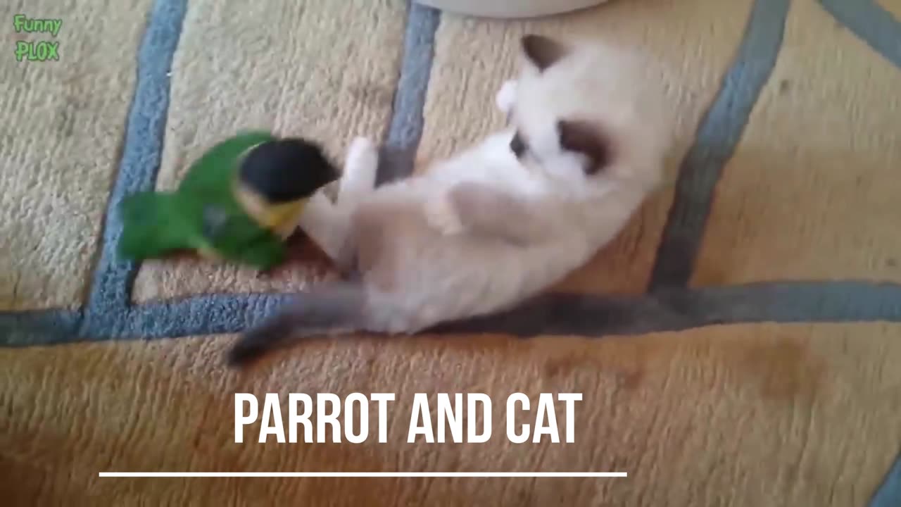 Funny parrot and cat