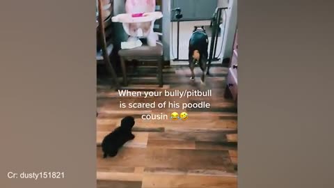 When Dogs go on A Rampage 🐶🐶!! Fanny dog