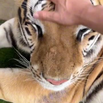 🐯 he likes affection 🥰