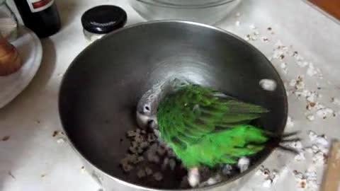 Crazy Frank Parrot Throwing Popcorn Out Of Pot