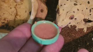 Sergey the crested gecko has a nice long meal