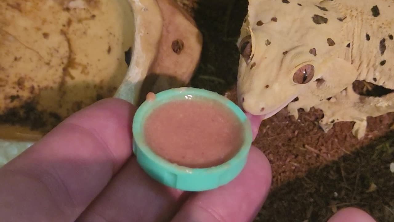 Sergey the crested gecko has a nice long meal