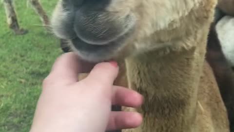 You little cutie alpaca