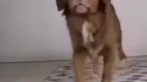 Funi dog moment #trending