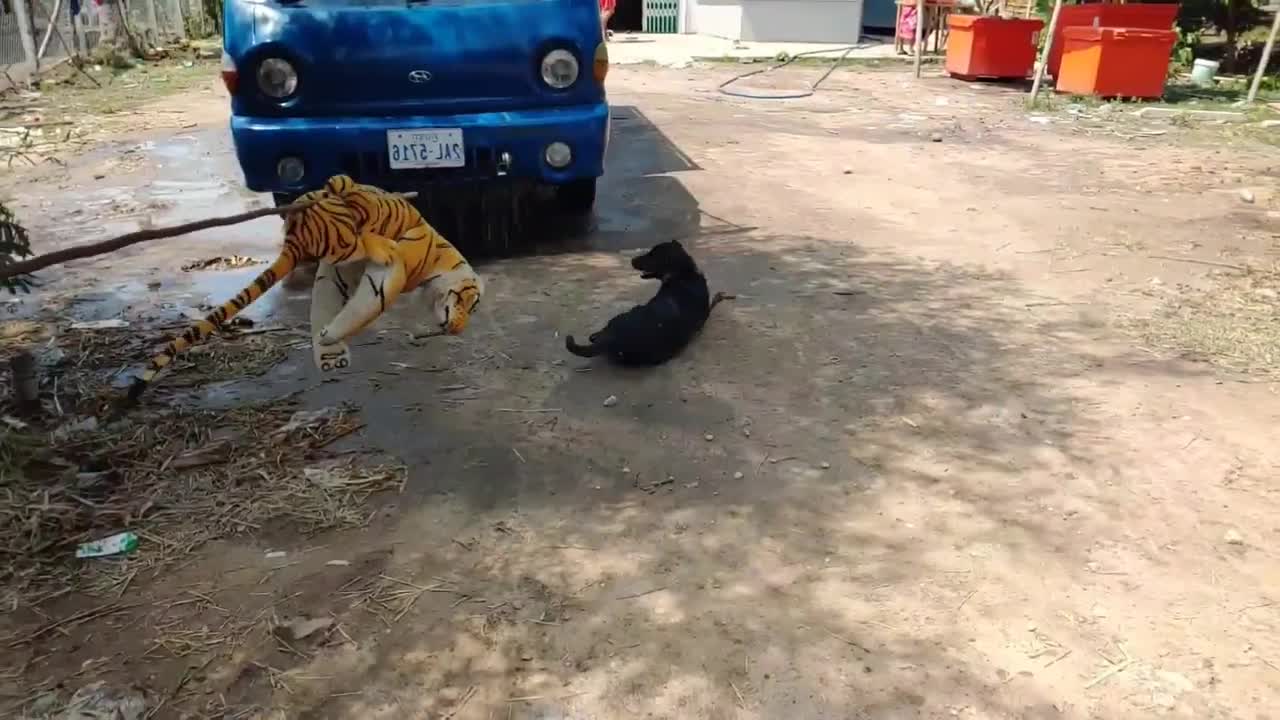Wow Nice!!! Kiss Prank Dog so Funny on Prank 2021 Try to stop Laugh Challenge 2021