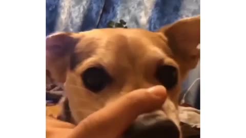 DOG BEATBOX