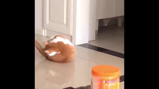 Cute and Funny Pet Compilation. Watch Hilarious acts of pets(REAL FUN)