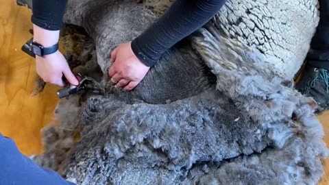 Shearing Sheep