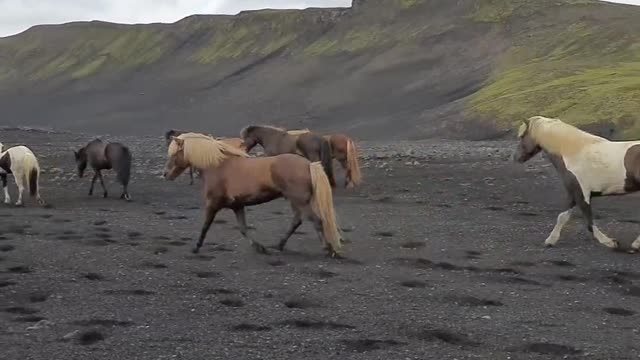 Following the herd through the Icelandic highlands
