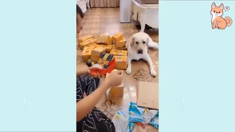 You will laugh at all the DOGS 🤣 Funny DOG Videos 😂🐶