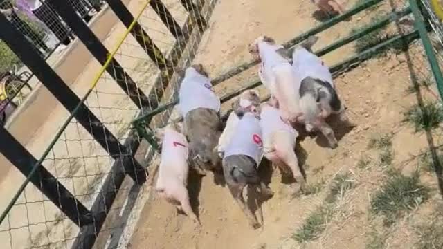 Piggy Marathon