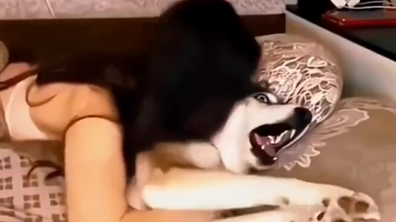 try not to laugh funny animals😂