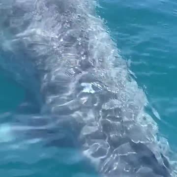 BIG SHARK MAKES A SURPRISE