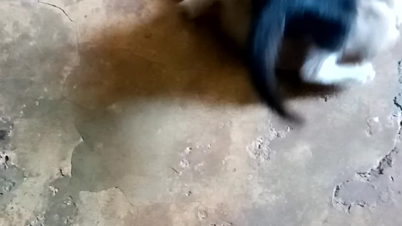 Playful kitten wrestle everytime