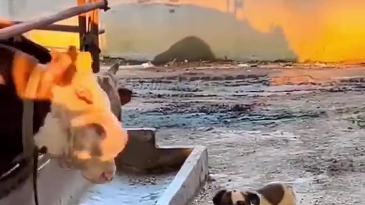 Funny animals video