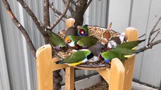 Gouldian Finches