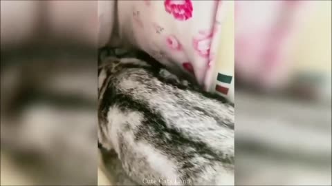 Funny Dogs And Cats Videos 2023 😅👌 - Best Animal Videos Of The Month 😄 #2