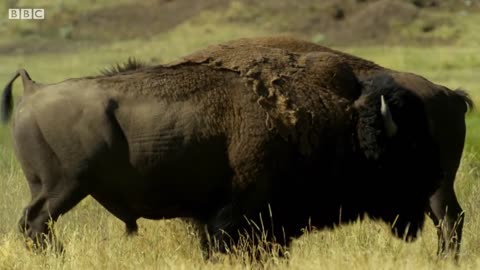 Bison Fight for Mating Rights