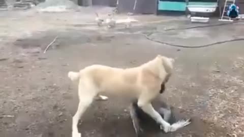 Dog comedy