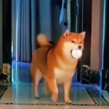 Funny Animal 🐕🐾