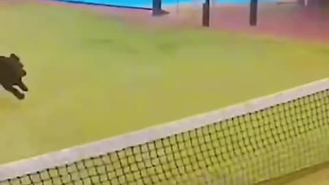 Cat video