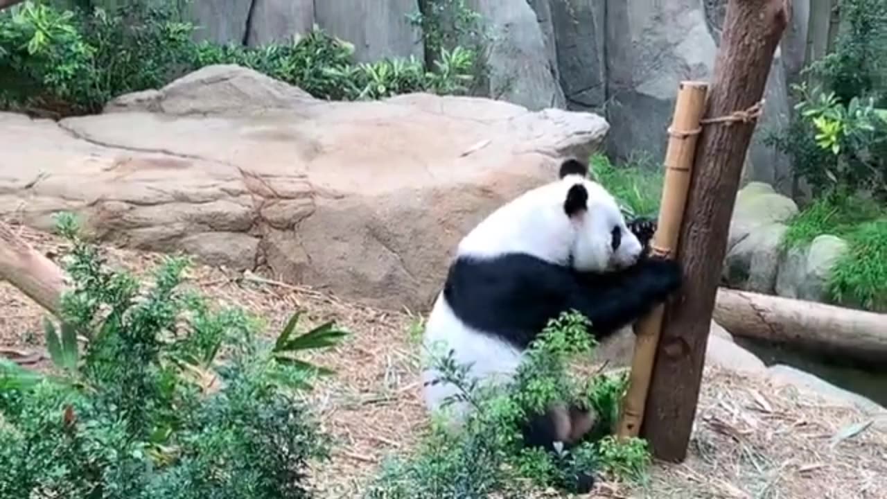 Beutiful panda eating food