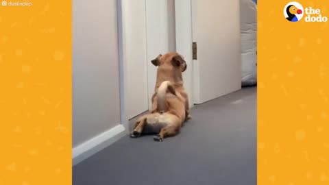 This Dog Scoots And _Sploots_ Every Morning _ The Dodo