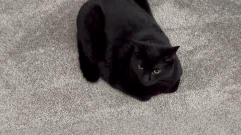 Adopting a Cat from a Shelter Vlog - Cute Precious Piper is an Office Manager Loaf