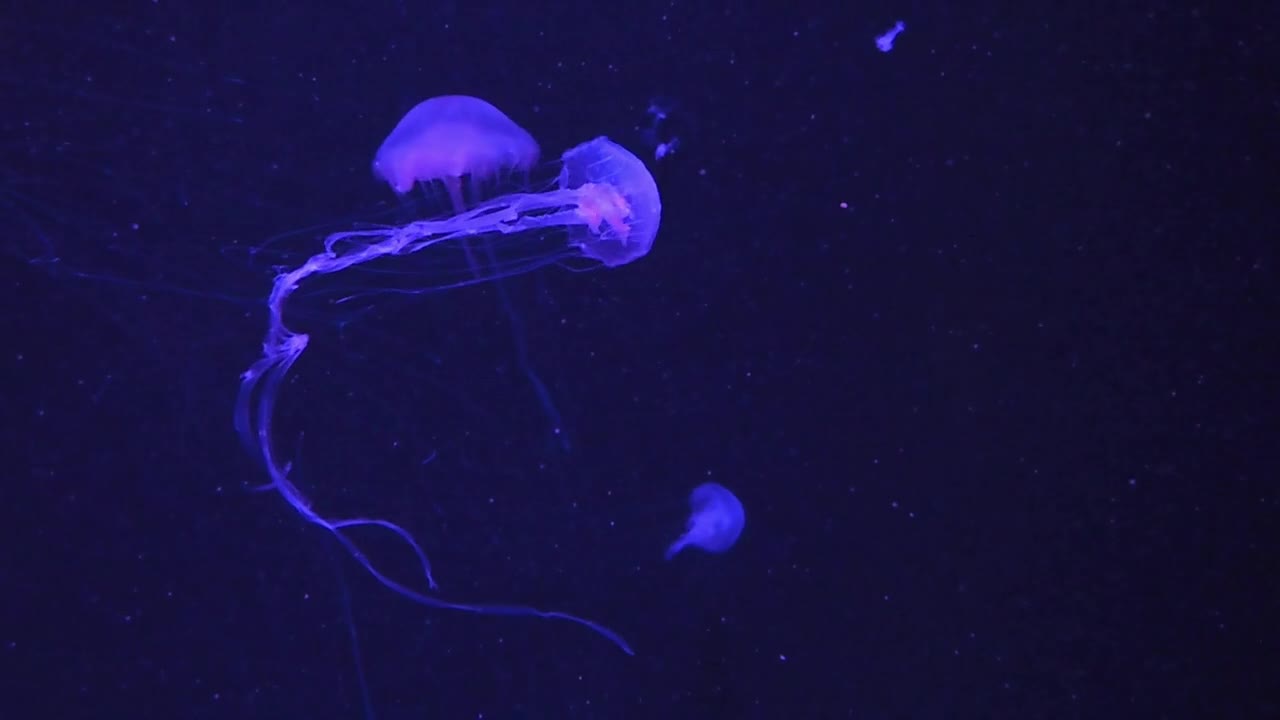 Jellyfish Animals Aquatic Water Nature Ocean