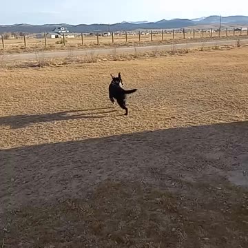 Our dogs love there new yard