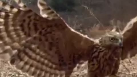 Goshawk tries to kill a rabbit