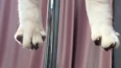 Cat video pets video viral video 😆