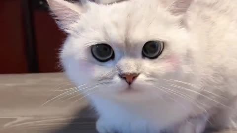 Cute cats 😽🙀