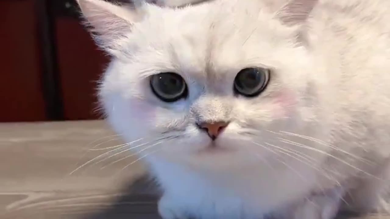Cute cats 😽🙀