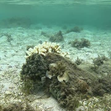 Morning Snorkeling Adventure