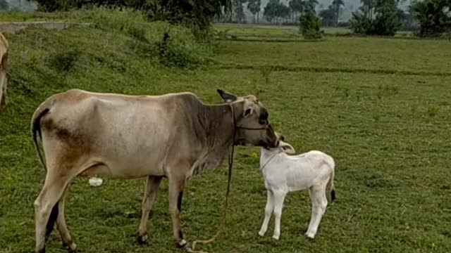 Cow mom and cow son