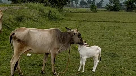 Cow mom and cow son