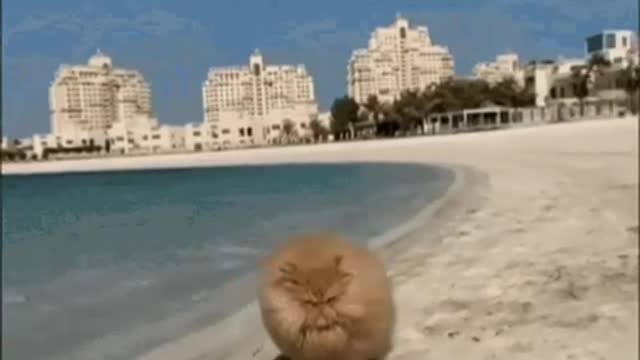 Cute Cat Gif