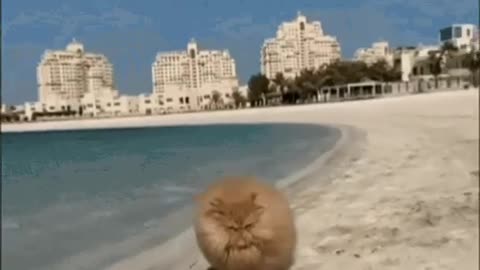 Cute Cat Gif