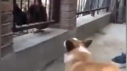 Chicken VS Dog Fight