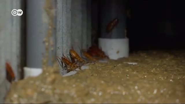 World's Largest Cockroach Farm