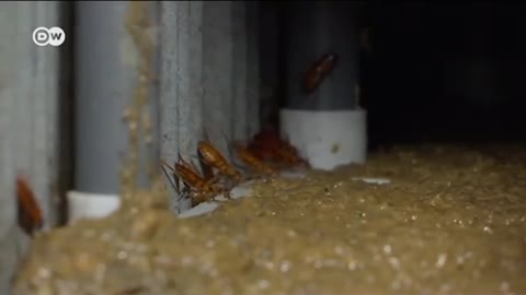 World's Largest Cockroach Farm