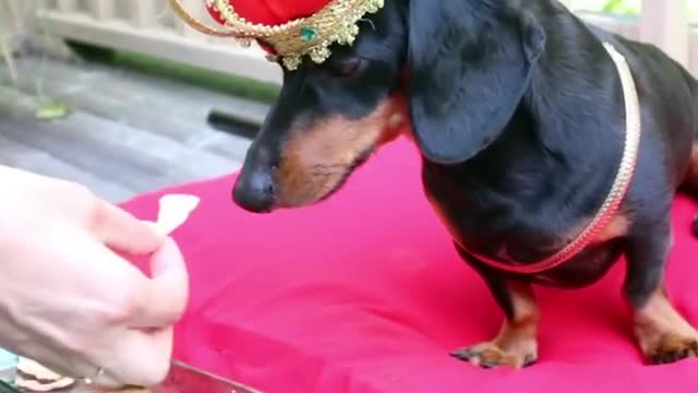 Crusoe the Celebrity Dachshund Gets the Royal Treatment