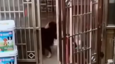 Funny Dog Videos