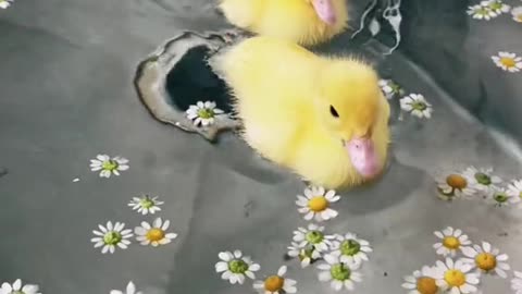 Duck swimming 🦆😂😍